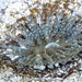 Anthopleura dowii - Photo (c) Sara Dennis Pacheco, some rights reserved (CC BY-NC), uploaded by Sara Dennis Pacheco