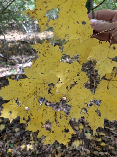 Acer saccharum observed 2026-10-27