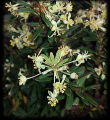 Tasmannia vickeriana