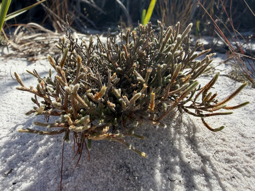 Selaginella observed 2026-10-27