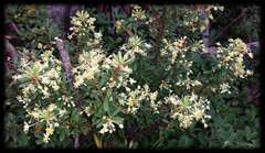 Tasmannia vickeriana