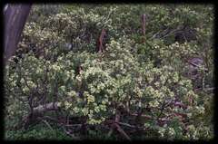 Tasmannia vickeriana