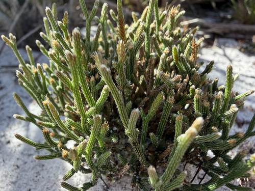Selaginella observed 2026-10-27