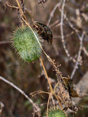 Echinocystis lobata, 2026-10-27