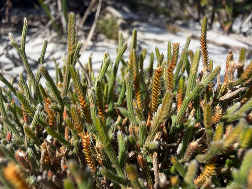 Selaginella observed 2026-10-27