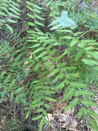 Osmunda regalis observed 2026-10-27