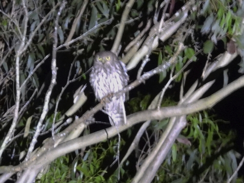 Ninox connivens, 2026-10-11