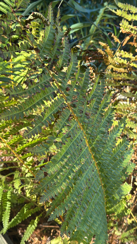 Osmundastrum cinnamomeum observed 2026-10-27