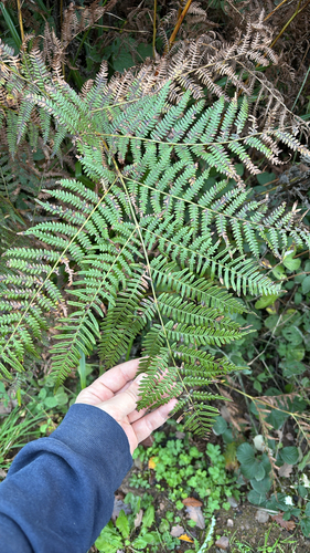 Pteridium aquilinum observed 2026-10-27