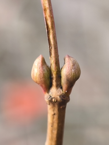 Sambucus racemosa observed 2026-10-27