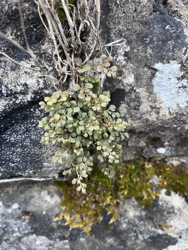 Asplenium observed 2026-10-27