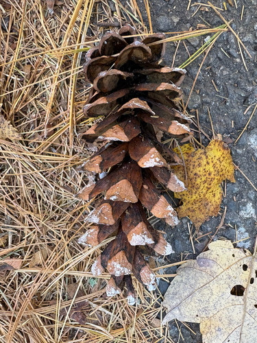 Pinus strobus, 2026-10-27