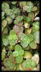 Crassula multicava multicava