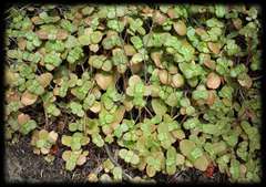 Crassula multicava multicava