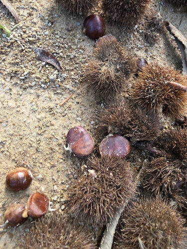 Castanea observed 2026-10-27