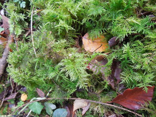 Thuidium observed 2026-10-27