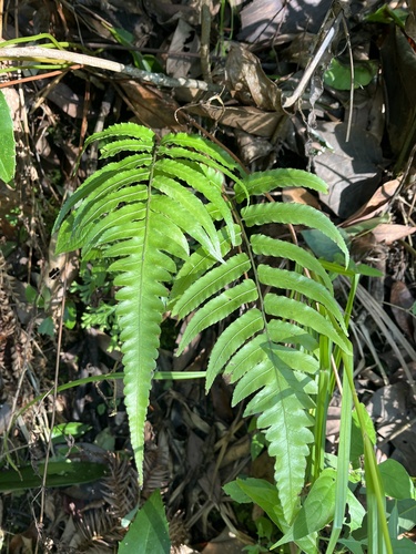 Diplazium dilatatum observed 2026-10-27