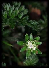 Chaerophyllum eriopodum