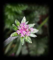 Chaerophyllum eriopodum