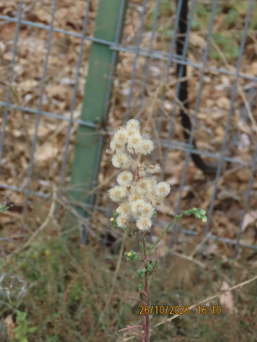 Erigeron bonariensis observed 2026-10-26