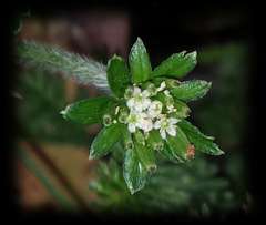 Chaerophyllum eriopodum