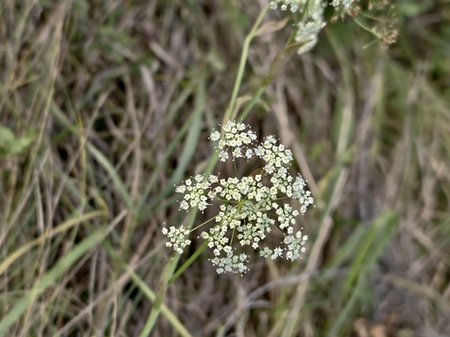 Pimpinella saxifraga, 2026-10-27