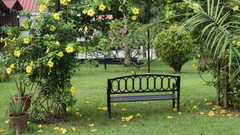 Pitangus sulphuratus