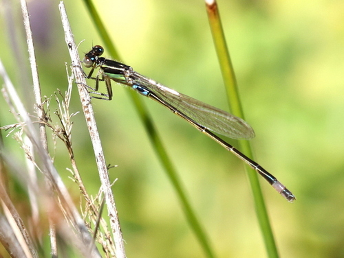 Agrion observed 2026-10-27