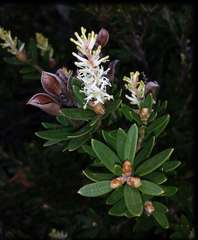 Orites lancifolius