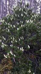 Orites lancifolius