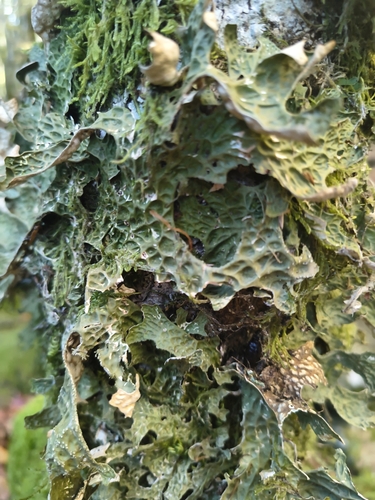 Lobaria observed 2026-10-27