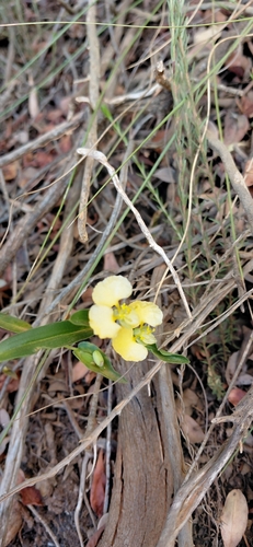 Commelina africana observed 2026-10-27