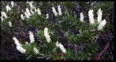 Orites lancifolius