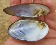 Alasmidonta undulata