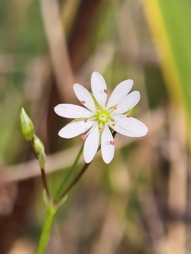 Gramineae observed 2026-10-27