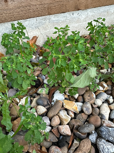 Euphorbia peplus observed 2026-10-27