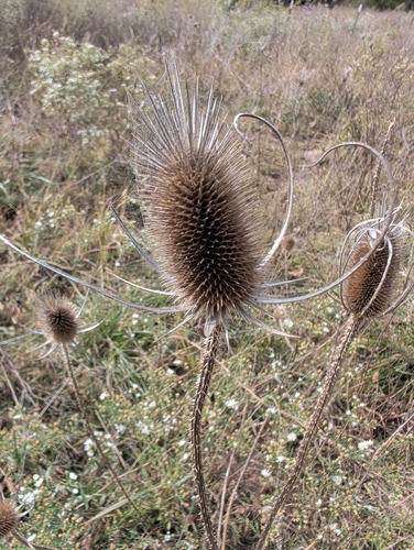 Dipsacus fullonum observed 2026-10-27