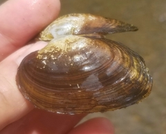 Alasmidonta undulata