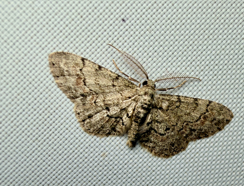 Tephrosia observed 2026-10-27