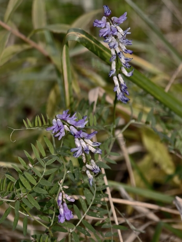 Vicia cracca observed 2026-10-27