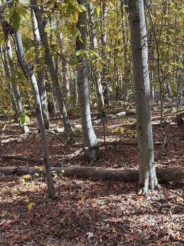 Fagus grandifolia observed 2026-10-27