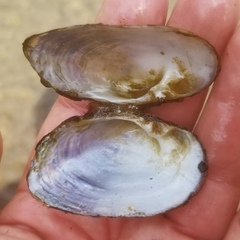 Alasmidonta undulata