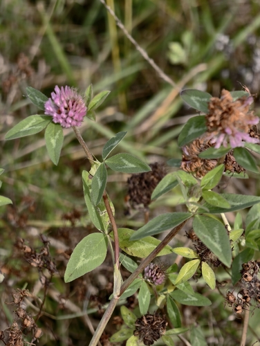 Trifolium pratense observed 2026-10-27