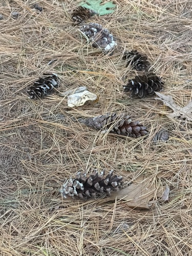 Pinus strobus, 2026-10-27