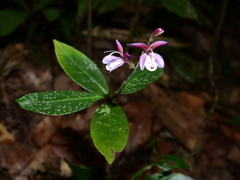 Pulchranthus congestus