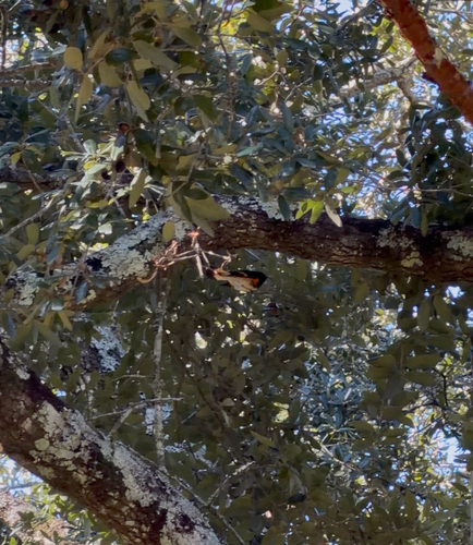 Setophaga ruticilla, 2026-10-27