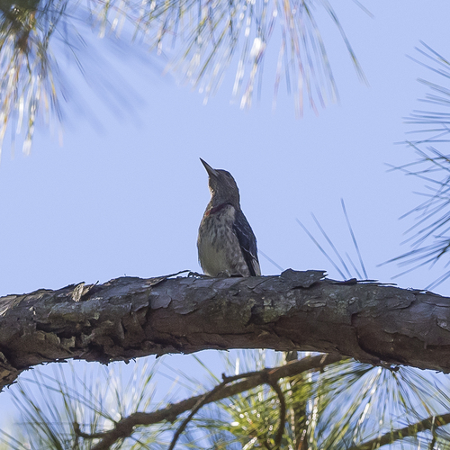 Melanerpes erythrocephalus, 2026-10-26