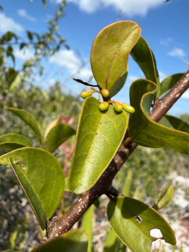 Ximenia americana observed 2026-10-27
