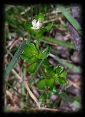 Asperula gunnii