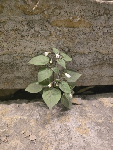 Solanum nigrum observed 2026-10-27